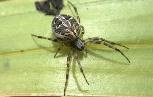 Réf. 323 010 : Neoscona theisi